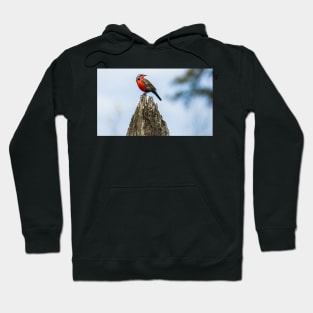 32216 red breasted Hoodie